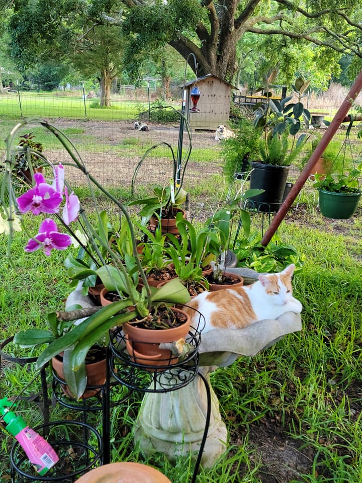 Orchids in pots outdoors with a white-and-orange cat resting among the plants in a grassy garden.