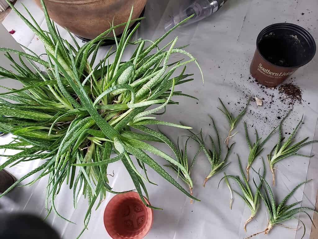 A large clump of aloe vera offsets (“pups”) spread out beside a pot, ready for dividing and repotting.
