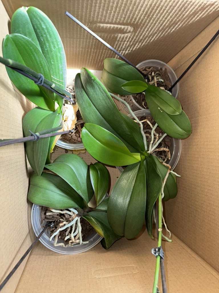 Several healthy potted orchids with green leaves and exposed roots arranged inside a cardboard box.