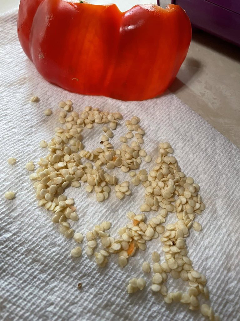 Pepper seeds removed from a ripe red pepper and spread on a paper towel for saving or planting.