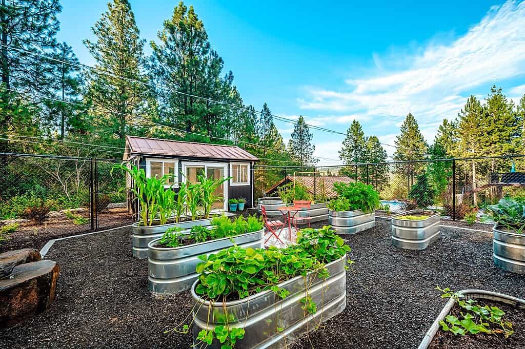 A backyard garden with multiple oval-shaped galvanized metal raised garden beds filled with leafy green plants, a small wooden shed with a brown metal roof and white-trimmed windows in the background, surrounded by tall pine trees, a chain-link fence, and dark gravel ground cover under a bright blue sky