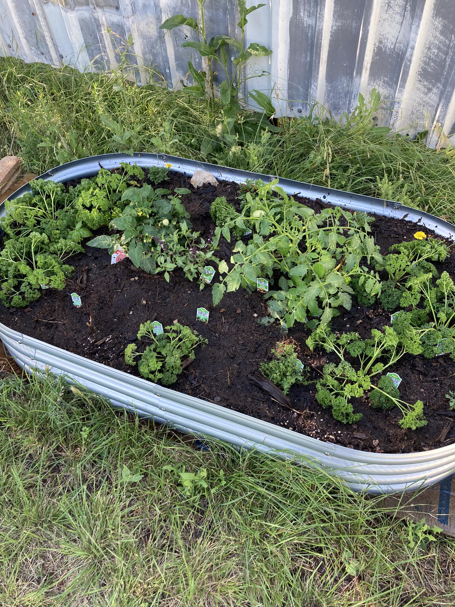 Raised garden bed with parsley, tomato plants, and herbs growing beside a metal fence.