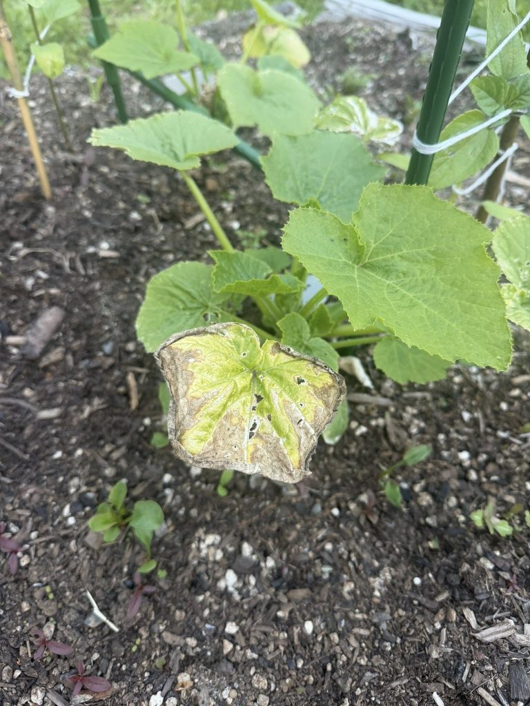 Young squash plant with one lower leaf yellowing and browning while newer leaves remain green.