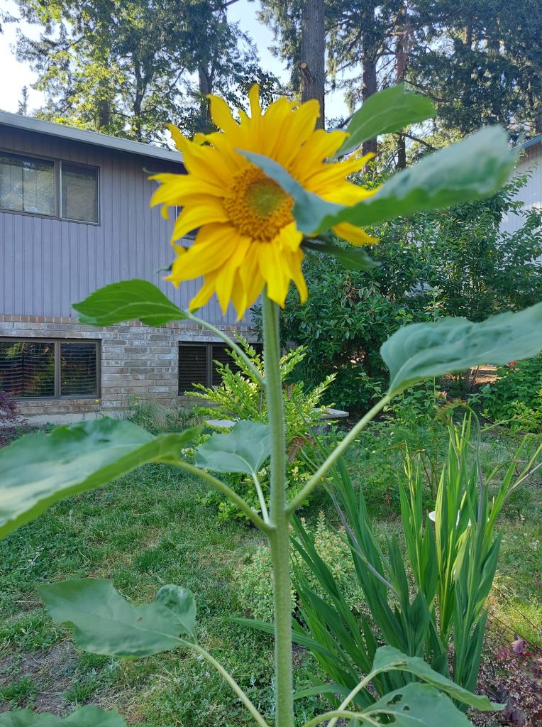 Sunflower with a bright yellow bloom growing in a backyard garden near a house.