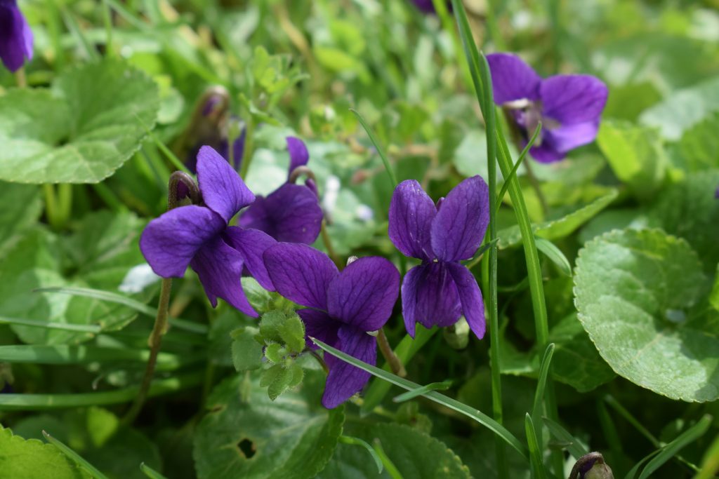 Close-up of purple wild violet flowers growing among green leaves and grass.