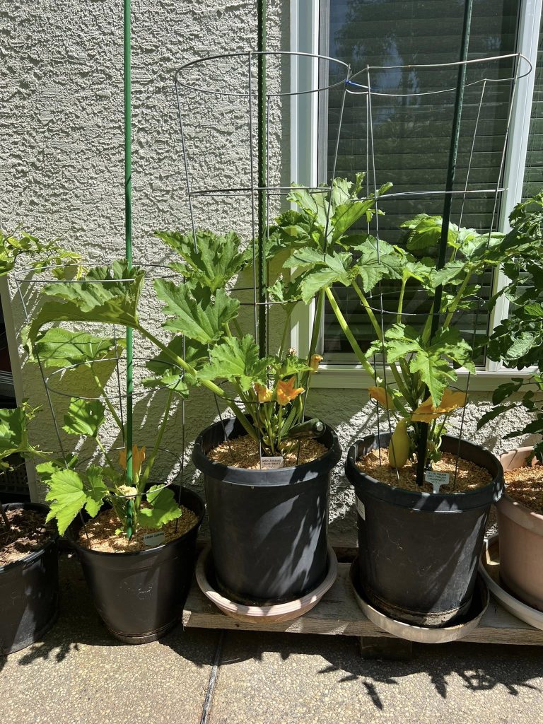 Potted zucchini and squash plants growing in containers with support cages beside a house wall.