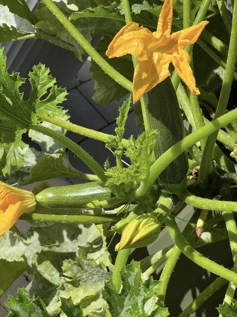 Two zucchini squash growing on a healthy plant with large yellow blossoms in bright sunlight.