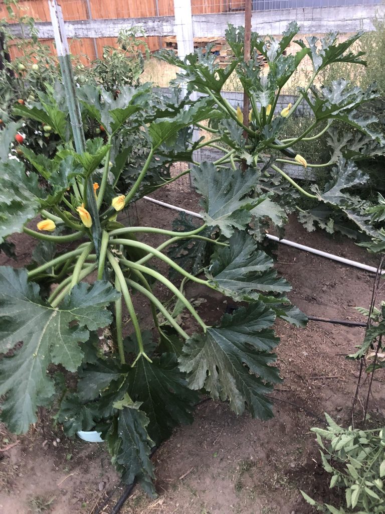 Large zucchini/squash plants with yellow blossoms growing in a vegetable garden.
