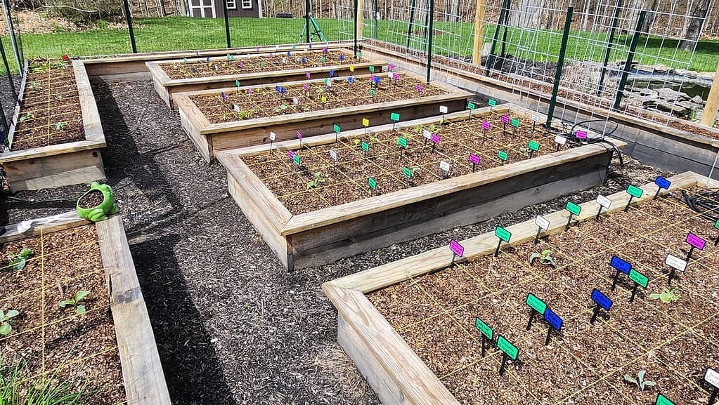 Raised garden beds with young plants and colorful labels for crop rotation.