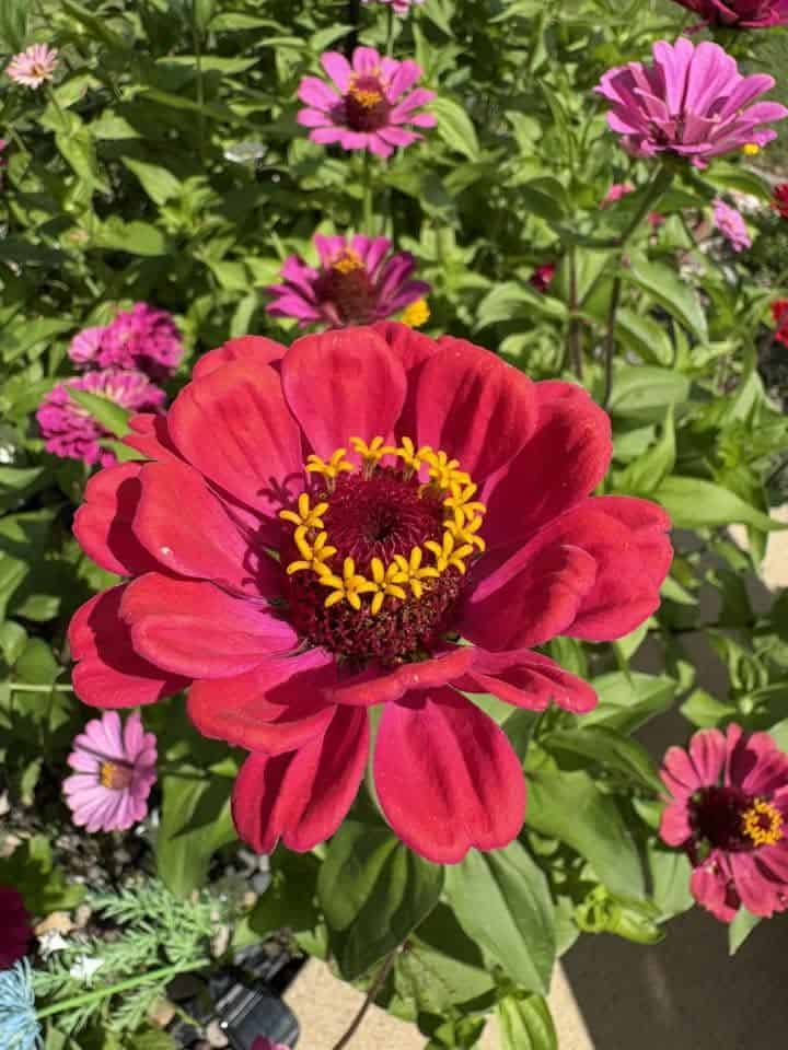 A red zinnia flower with layered petals and a yellow center, surrounded by green leaves.