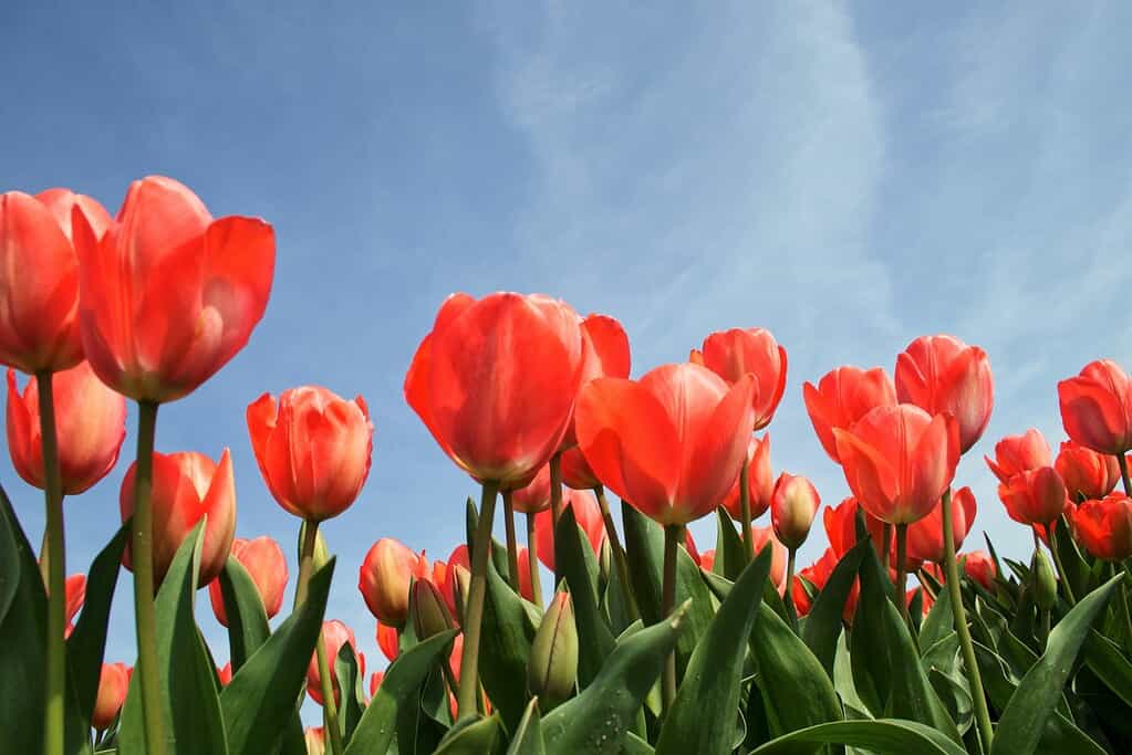Red tulip flowers photographed from a low angle against a blue sky, with green leaves in the foreground.